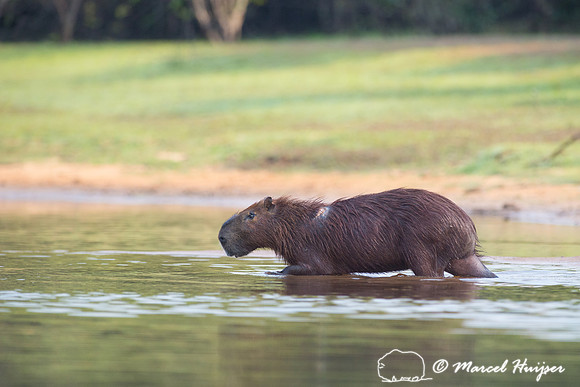 Capybara (Hydrochoerus hydrochaeris), Rio Negro, Pantanal, Mato