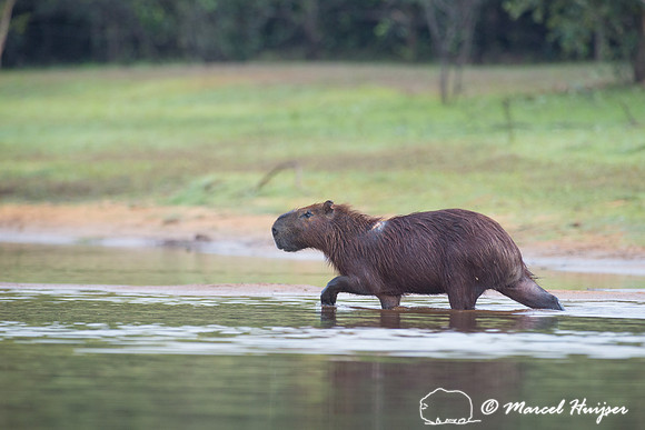 Capybara (Hydrochoerus hydrochaeris), Rio Negro, Pantanal, Mato