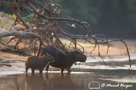 Capybara (Hydrochoerus hydrochaeris), Rio Negro, Pantanal, Mato