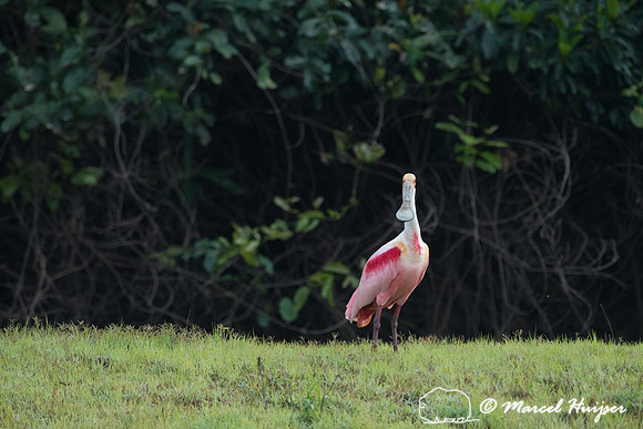 Roseate spoonbill (Platalea ajaja), Rio Negro, Pantanal, Mato Gr