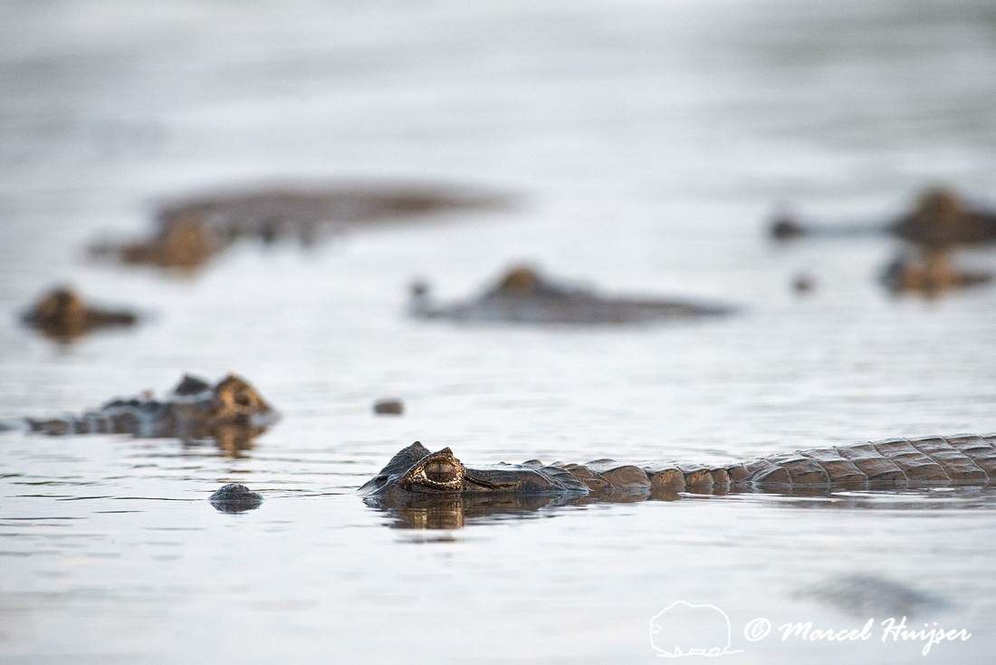 Yacare caiman (Caiman yacare), Rio Negro, Pantanal, Mato Grosso