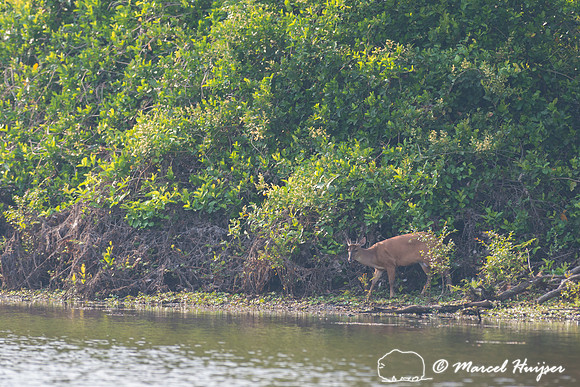 Red brocket (Mazama americana), fazenda Vera Lúcia, Rio Negro,