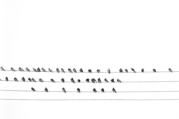Swallows on electricity lines, Rio Negro, Pantanal, Mato Grosso