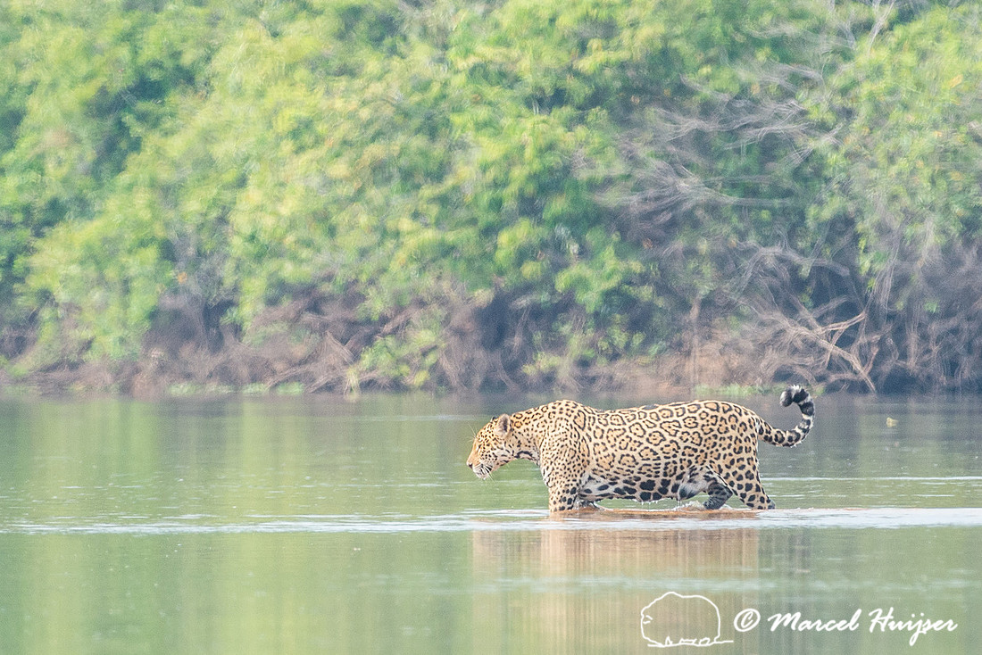Jaguar (Panthera onca), Rio Negro, Mato Grosso do Sul, Brazil