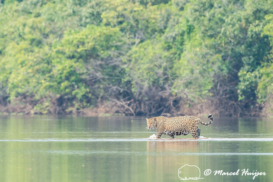 Jaguar (Panthera onca), Rio Negro, Mato Grosso do Sul, Brazil