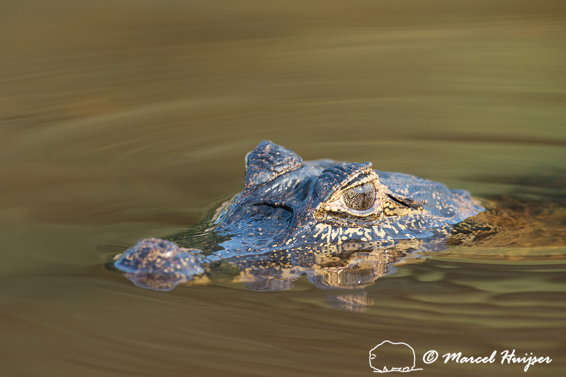 Yacare caiman (Caiman yacare), Rio Negro, Pantanal, Mato Grosso
