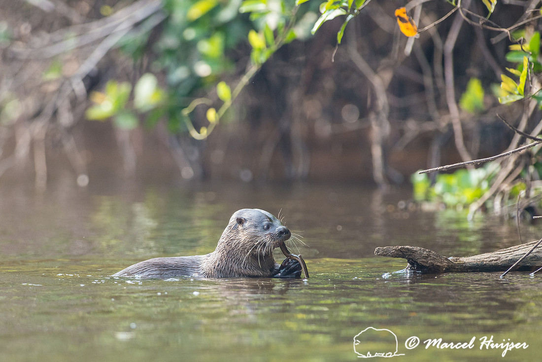 Neotropical river otter (Lontra longicaudis), Rio Negro, Pantana