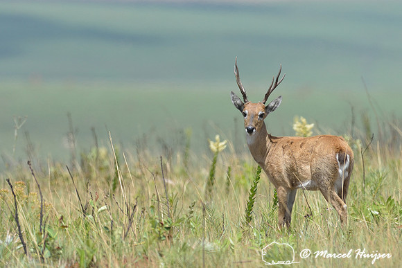 Pampas deer (Ozotoceros bezoarticus), Parque Nacional da Serra da Canastra, Minas Gerais, Brazil (near threatened, IUCN 2014)