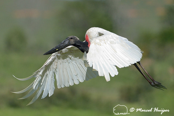 Jabiru (Jabiru mycteria), Tanquã wetland, Rio Piracicaba, São Paulo, Brazil