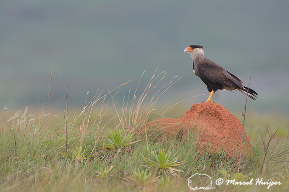 Southern crested caracara (Caracara plancus) on the lookout on termite mound, Parque Nacional da Serra da Canastra, Minas Gerais, Brazil