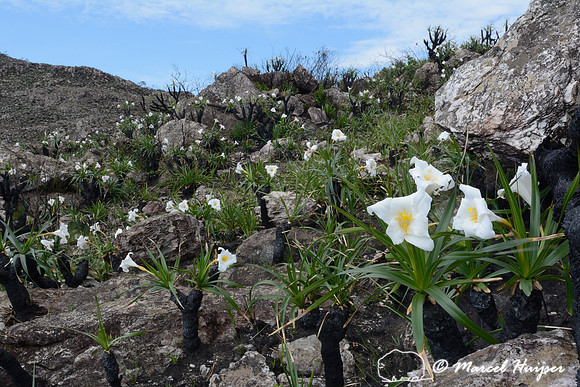 Canela-de-ema (Vellozia sp.) flowers after a fire, Parque Nacional da Serra da Canastra, Minas Gerais, Brazil