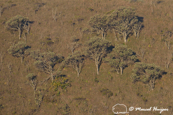Atlantic forest in clouds, near Parque Nacional da Serra da Bocaina, São Paulo, Brazil