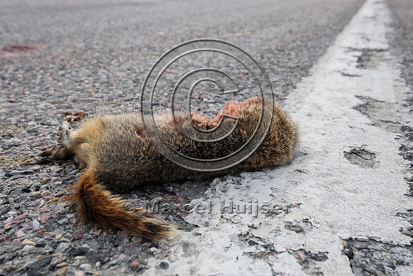 Uinta ground squirrel (Urocitellus armatus) roadkill, Hwy 278, west of Dillon, Montana, USA