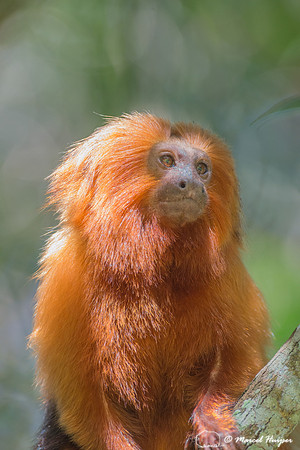 Golden lion tamarin (Leontopithecus rosalia), Rio de Janeiro, Br