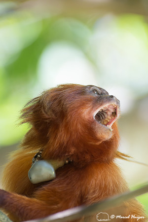 Golden lion tamarin (Leontopithecus rosalia), Rio de Janeiro, Br