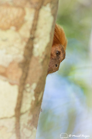 Golden lion tamarin (Leontopithecus rosalia), Rio de Janeiro, Br