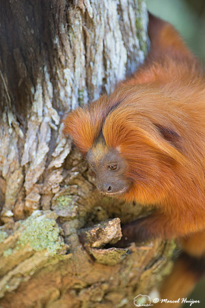 Golden lion tamarin (Leontopithecus rosalia), Rio de Janeiro, Br