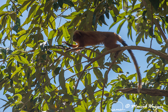 Golden lion tamarin (Leontopithecus rosalia), Rio de Janeiro, Br