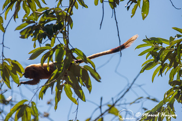 Golden lion tamarin (Leontopithecus rosalia), Rio de Janeiro, Br