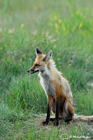 Red fox (Vulpes vulpes) adult at the den, Montana, USA