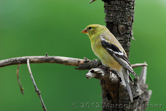 American goldfinch (Carduelis tristis), female, Missoula, Montana, USA