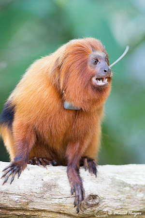Golden lion tamarin (Leontopithecus rosalia), Rio de Janeiro, Br