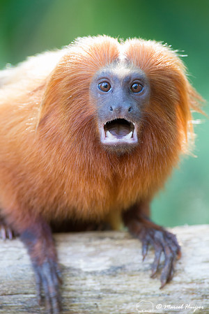 Golden lion tamarin (Leontopithecus rosalia), Rio de Janeiro, Br