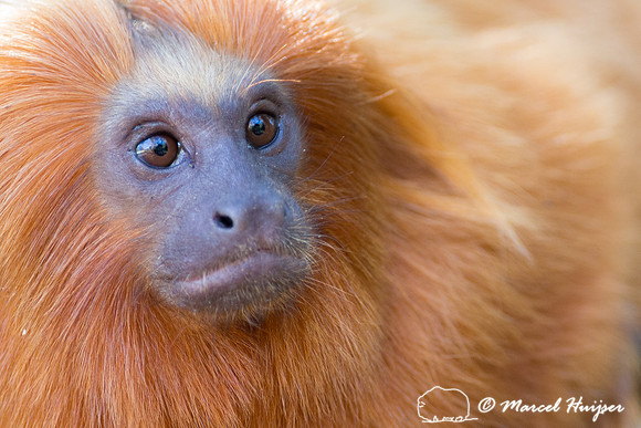 Golden lion tamarin (Leontopithecus rosalia), Rio de Janeiro, Br