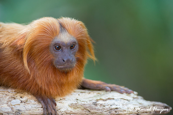 Golden lion tamarin (Leontopithecus rosalia), Rio de Janeiro, Br
