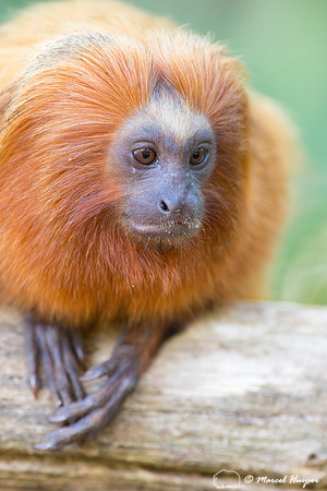 Golden lion tamarin (Leontopithecus rosalia), Rio de Janeiro, Br