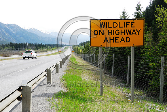 Wildlife warning sign, Wildlife on highway ahead, AB