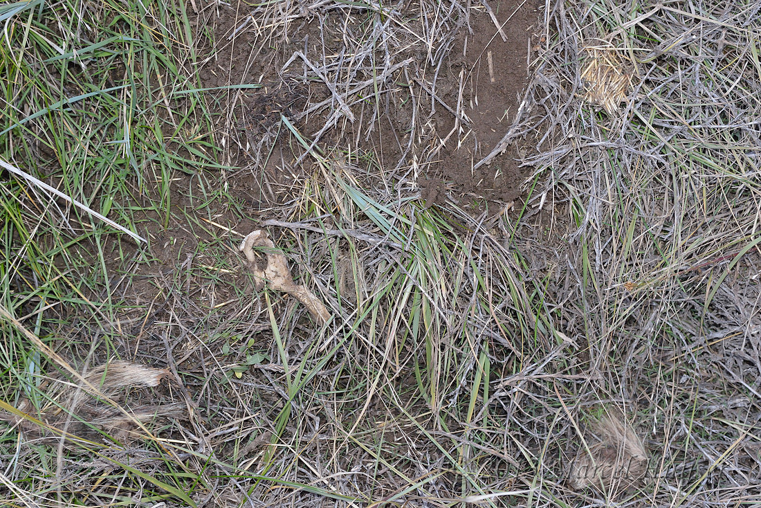 Porcupine leftovers, Montana, USA