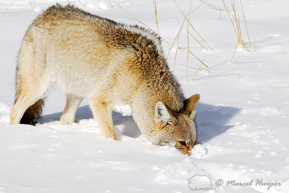 Coyote (Canis latrans) sniffing for rodents in the snow, Wyoming, USA