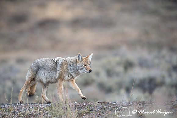 Coyote (Canis latrans), Yellowstone National Park, Wyoming