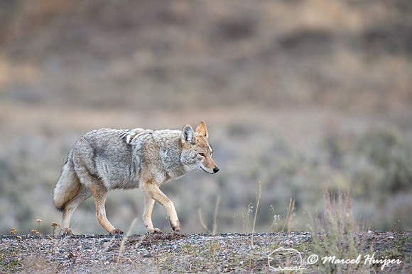 Coyote (Canis latrans), Yellowstone National Park, Wyoming