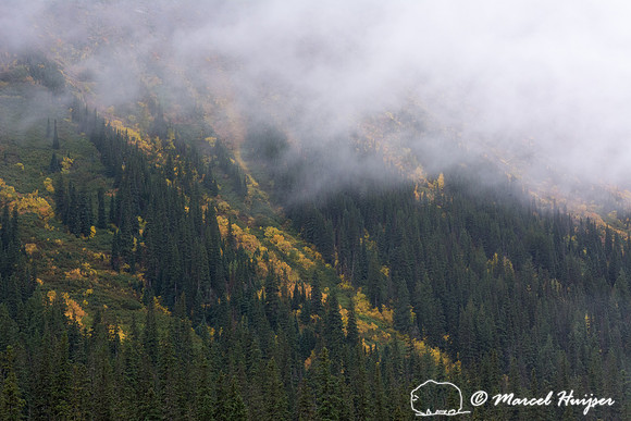 Fall colors, Glacier National Park, Montana, USA
