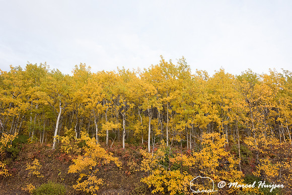 Fall colors near Glacier National Park, Montana, USA