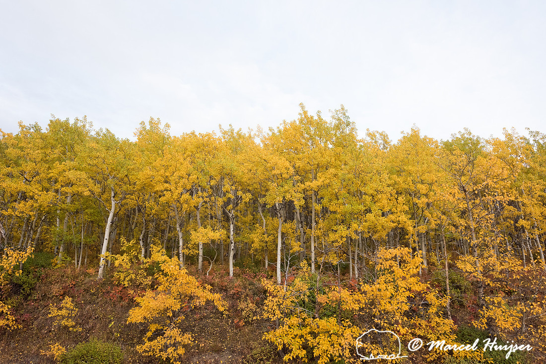Fall colors near Glacier National Park, Montana, USA