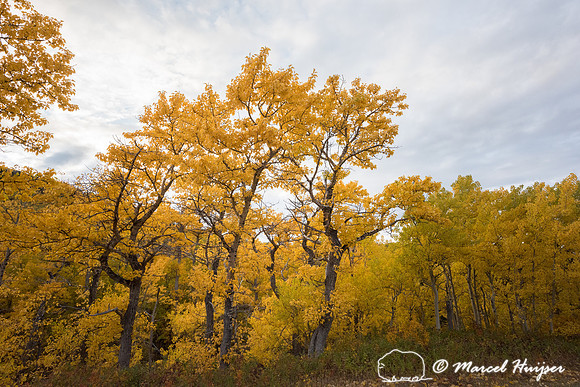 Fall colors near Glacier National Park, Montana, USA