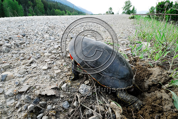 Western painted turtle ( Chrysemys picta bellii) digging a hole and laying eggs along a gravel road, northern Idaho, USA