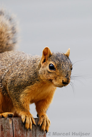 Eastern fox squirrel (Sciurus niger), Missoula, Montana, USA