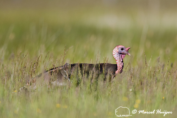 Wild Turkey (Meleagris gallopavo), Montana