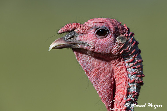 Wild Turkey (Meleagris gallopavo), Montana