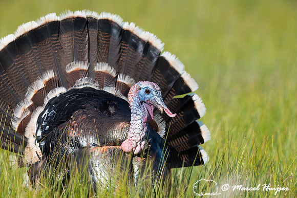 Wild Turkey (Meleagris gallopavo), Montana