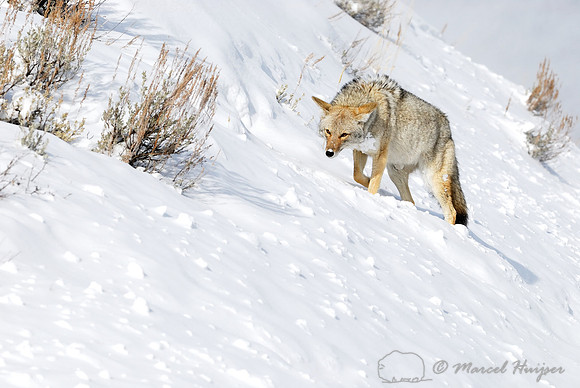 Coyote (Canis latrans) in the snow, Wyoming, USA