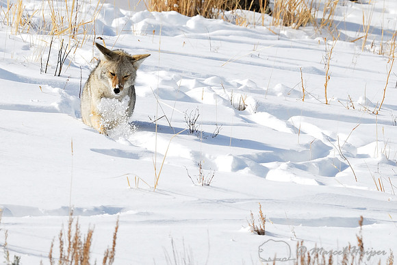 Coyote (Canis latrans) in the snow, Wyoming, USA