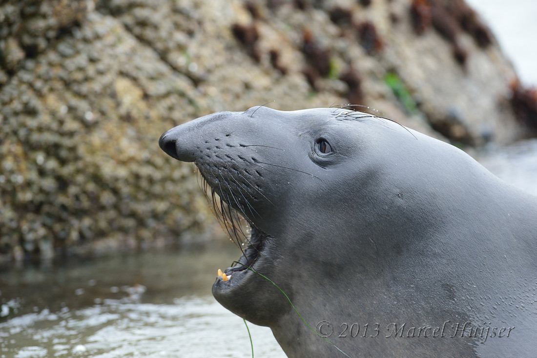 Northern elephant seal (Mirounga angustirostris), Point Reyes National Seashore, California, USA
