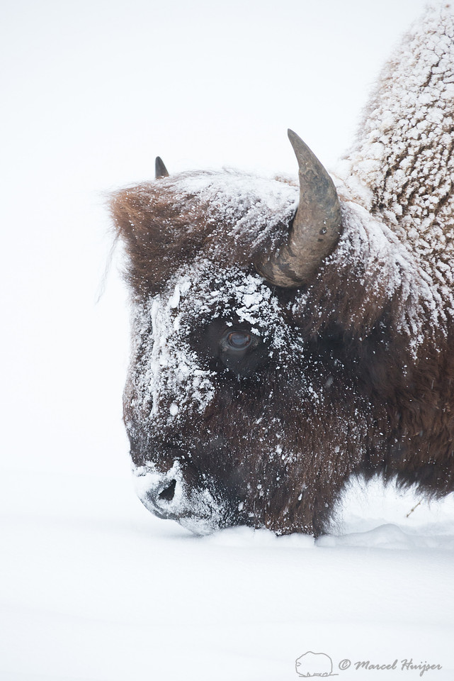 Bison (Bison bison) in snow, Wyoming, USA