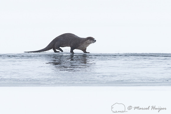 Northern river otter (Lontra canadensis), Wyoming, USA
