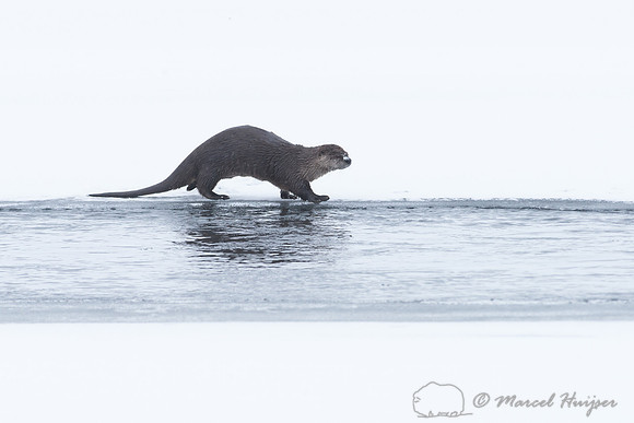 Northern river otter (Lontra canadensis), Wyoming, USA